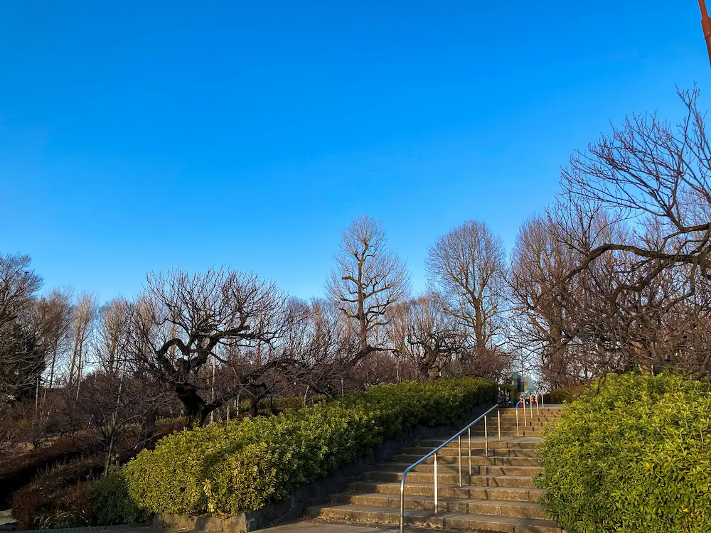 羽根木公園の梅林