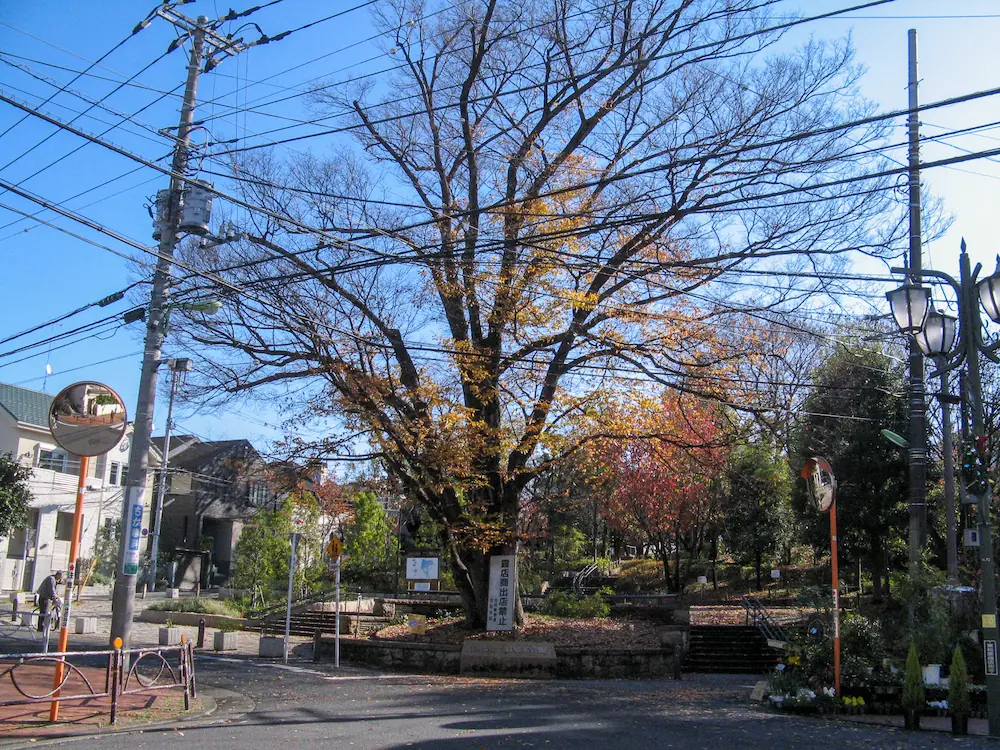 以前の公園北口の木