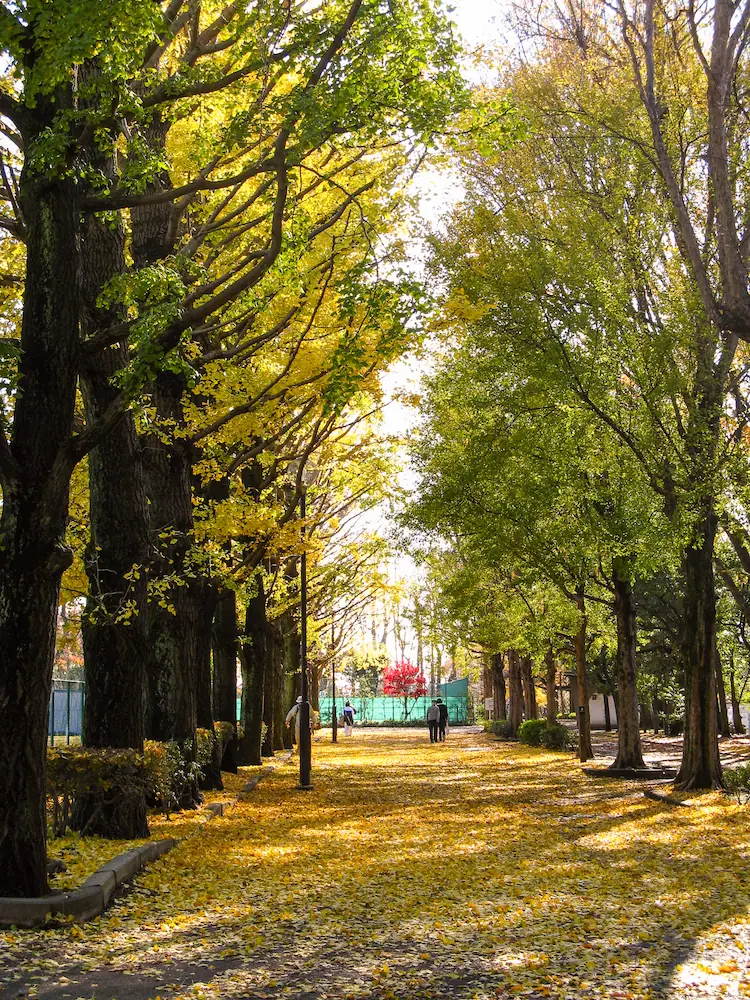 羽根木公園の秋のイチョウ並木