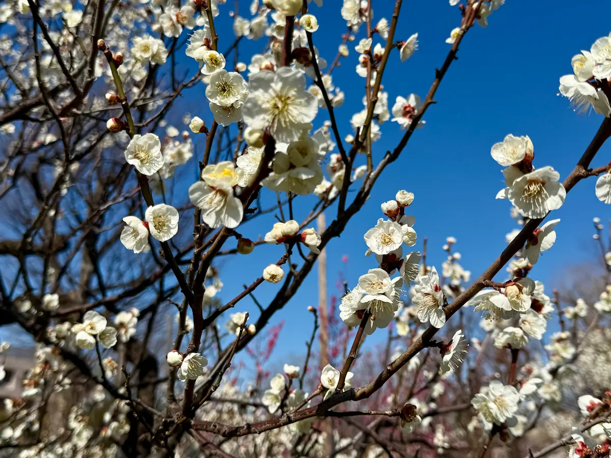 羽根木公園の梅